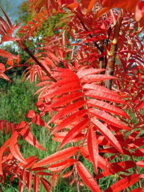 Jarząb (Sorbus x) 